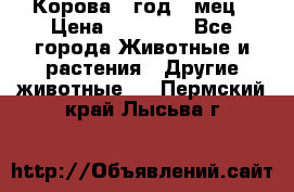 Корова 1 год 4 мец › Цена ­ 27 000 - Все города Животные и растения » Другие животные   . Пермский край,Лысьва г.